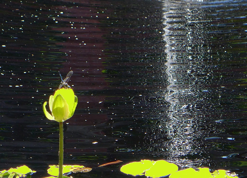 Oakey_Dragonfly_1200