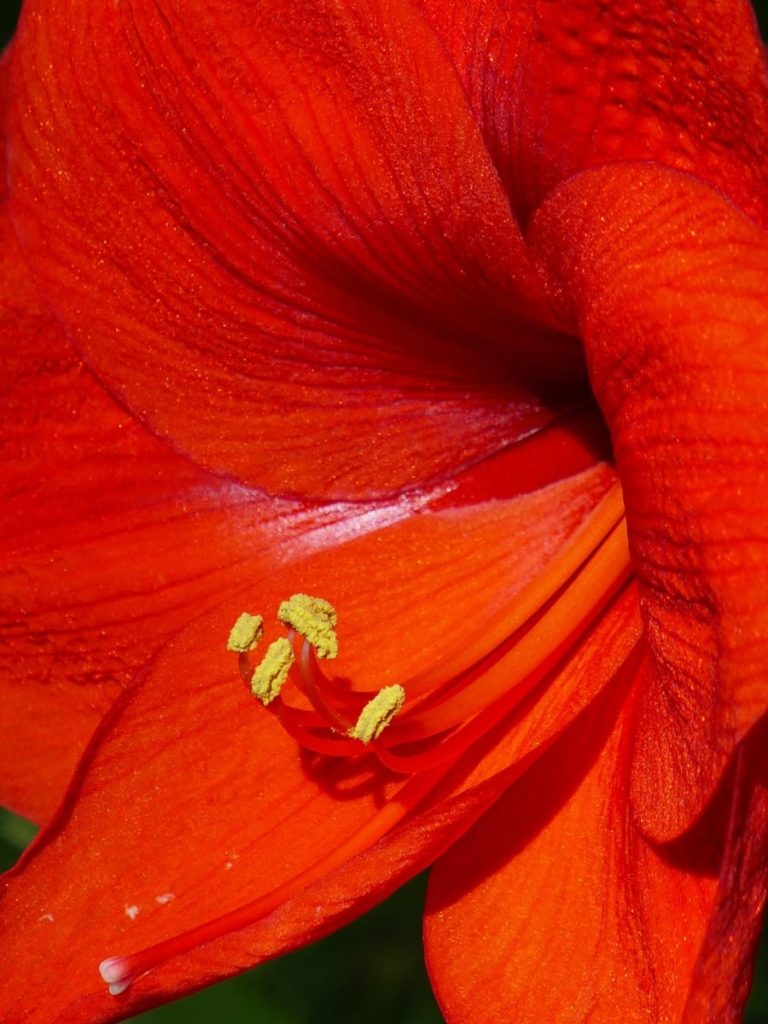 amaryllis