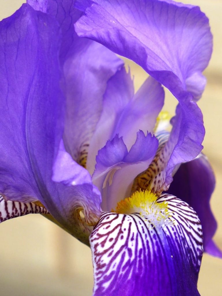 purple-iris