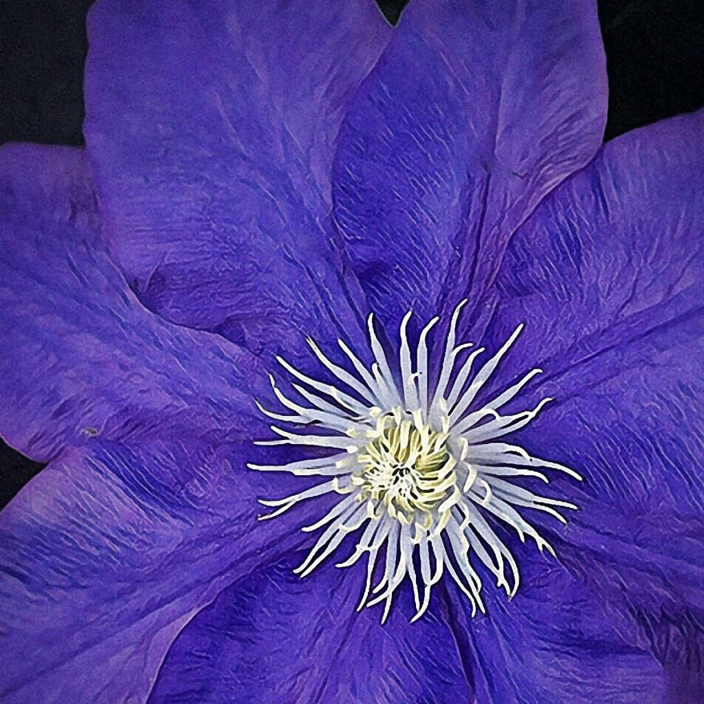 Rabe_Blue Clematis_1200