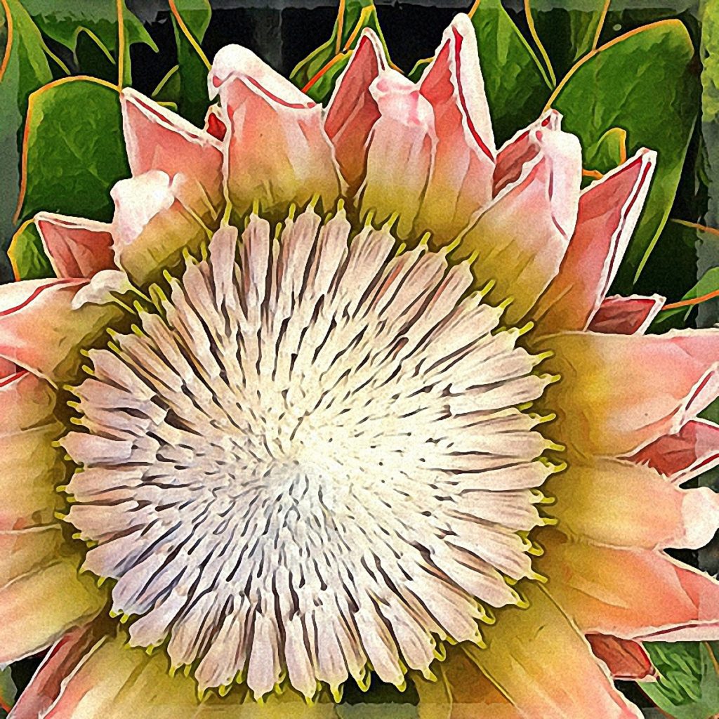 Rabe_Protea 2_1200