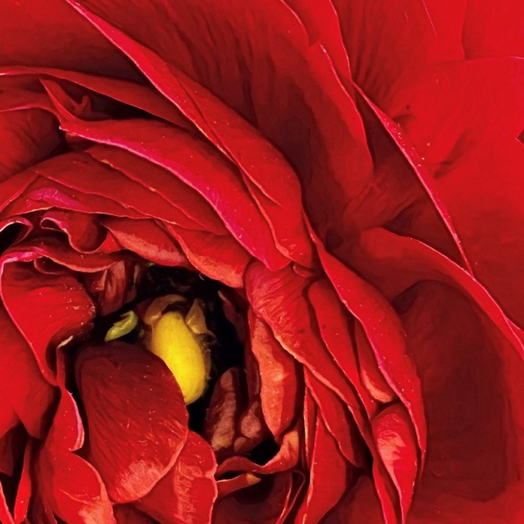 Rabe_Red Anemone_30x30_archival inks on aluminum_$1000-1200