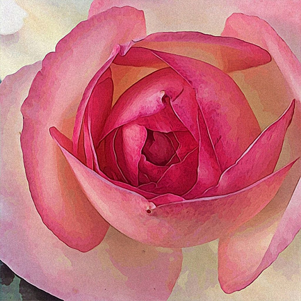 Rabe_Rosebud_1200